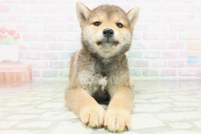 北海道の柴犬(標準サイズ) (Coo&RIKU函館店/2026年7月20日生まれ/男の子/赤)の子犬の1枚目の画像