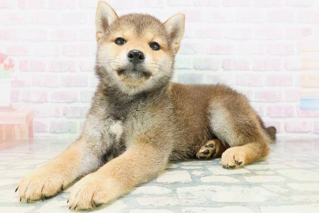 北海道の柴犬(標準サイズ) (Coo&RIKU函館店/2026年7月20日生まれ/男の子/赤)の子犬の2枚目の画像