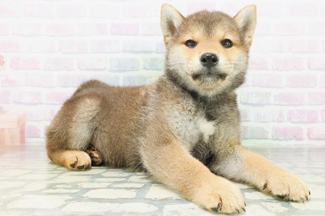 北海道の柴犬(標準サイズ) (Coo&RIKU函館店/2026年7月20日生まれ/男の子/赤)の子犬の3枚目の画像