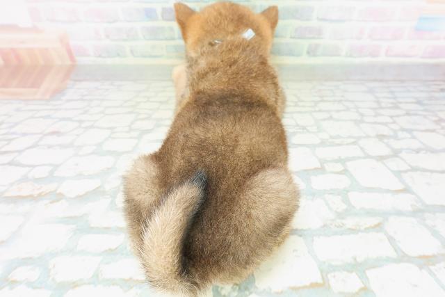北海道の柴犬(標準サイズ) (Coo&RIKU函館店/2026年7月20日生まれ/男の子/赤)の子犬の4枚目の画像