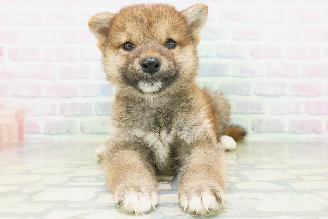 千葉県の柴犬(標準サイズ) (Coo&RIKU木更津店/2026年7月20日生まれ/男の子/赤)の子犬の1枚目の画像