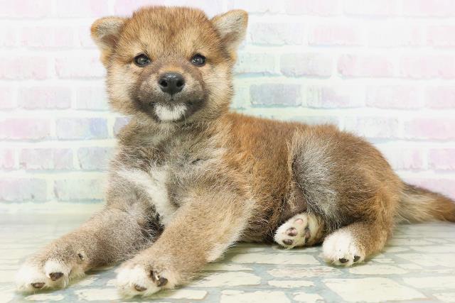 千葉県の柴犬(標準サイズ) (Coo&RIKU木更津店/2026年7月20日生まれ/男の子/赤)の子犬の2枚目の画像