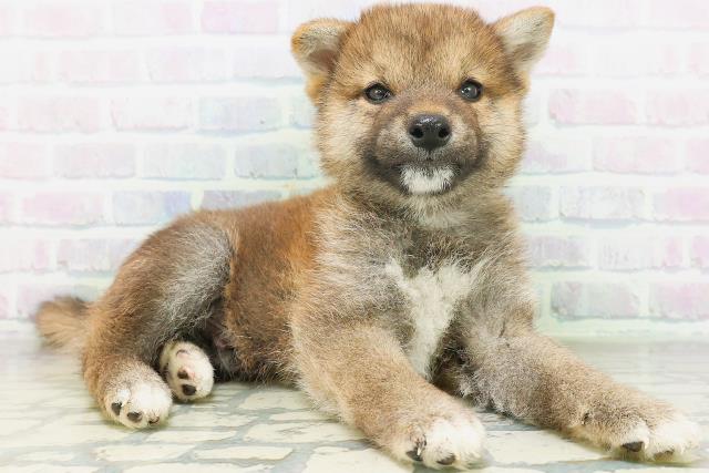 千葉県の柴犬(標準サイズ) (Coo&RIKU木更津店/2026年7月20日生まれ/男の子/赤)の子犬の3枚目の画像
