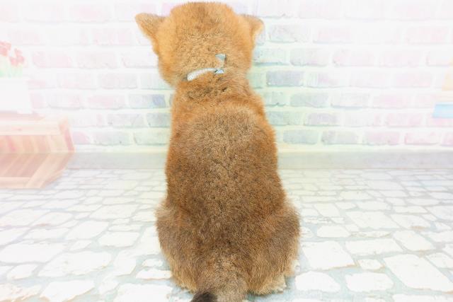 千葉県の柴犬(標準サイズ) (Coo&RIKU木更津店/2026年7月20日生まれ/男の子/赤)の子犬の4枚目の画像