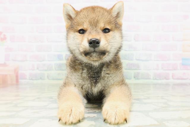 山形県の柴犬(標準サイズ) (Coo&RIKUイオンタウン酒田店/2026年7月20日生まれ/女の子/赤)の子犬の1枚目の画像