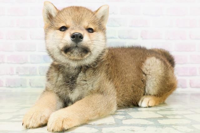 山形県の柴犬(標準サイズ) (Coo&RIKUイオンタウン酒田店/2026年7月20日生まれ/女の子/赤)の子犬の2枚目の画像
