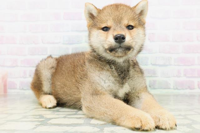 山形県の柴犬(標準サイズ) (Coo&RIKUイオンタウン酒田店/2026年7月20日生まれ/女の子/赤)の子犬の3枚目の画像