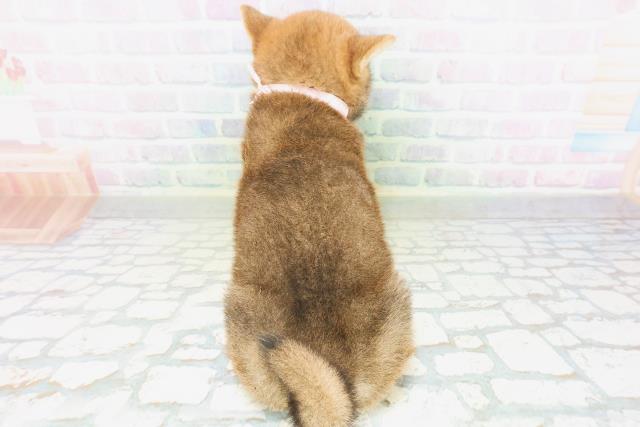 山形県の柴犬(標準サイズ) (Coo&RIKUイオンタウン酒田店/2026年7月20日生まれ/女の子/赤)の子犬の4枚目の画像