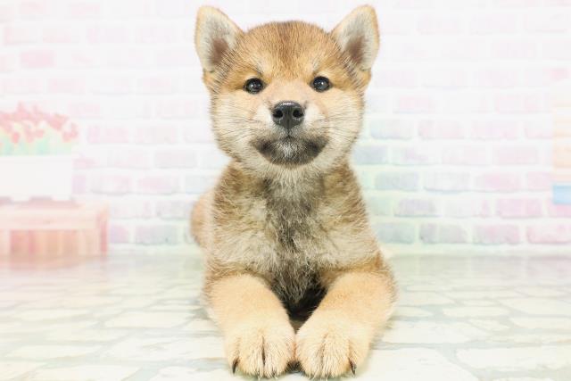 北海道の柴犬(標準サイズ) (Coo&RIKU北見店/2026年7月21日生まれ/女の子/赤)の子犬の1枚目の画像