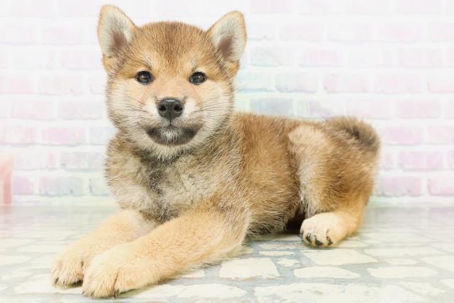 北海道の柴犬(標準サイズ) (Coo&RIKU北見店/2026年7月21日生まれ/女の子/赤)の子犬の2枚目の画像