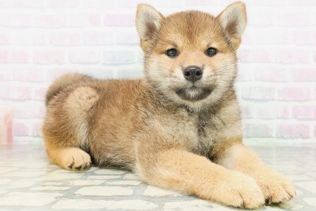 北海道の柴犬(標準サイズ) (Coo&RIKU北見店/2026年7月21日生まれ/女の子/赤)の子犬の3枚目の画像