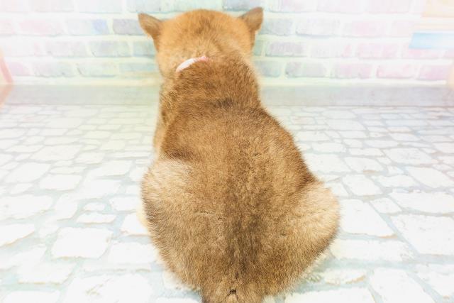 北海道の柴犬(標準サイズ) (Coo&RIKU北見店/2026年7月21日生まれ/女の子/赤)の子犬の4枚目の画像