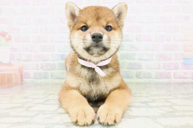 北海道の柴犬(標準サイズ) (Coo&RIKU苫小牧店/2026年7月21日生まれ/女の子/赤)の子犬の1枚目の画像