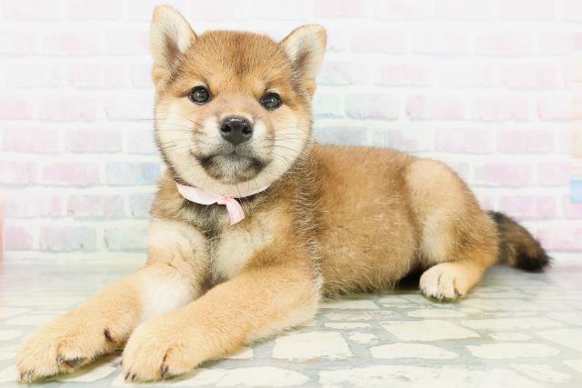 北海道の柴犬(標準サイズ) (Coo&RIKU苫小牧店/2026年7月21日生まれ/女の子/赤)の子犬の2枚目の画像