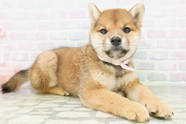 北海道の柴犬(標準サイズ) (Coo&RIKU苫小牧店/2026年7月21日生まれ/女の子/赤)の子犬の3枚目の画像