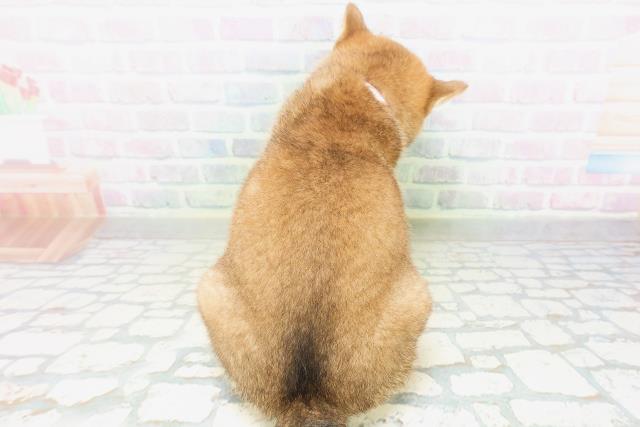 北海道の柴犬(標準サイズ) (Coo&RIKU苫小牧店/2026年7月21日生まれ/女の子/赤)の子犬の4枚目の画像