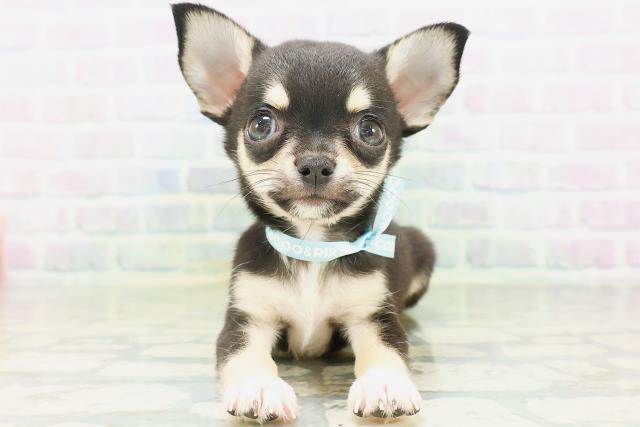宮城県のチワワ(スムース) (Coo&RIKU石巻店/2026年7月15日生まれ/男の子/ブラックタン)の子犬の1枚目の画像