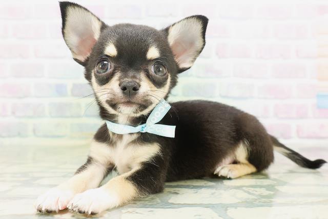 宮城県のチワワ(スムース) (Coo&RIKU石巻店/2026年7月15日生まれ/男の子/ブラックタン)の子犬の2枚目の画像