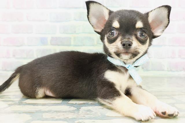 宮城県のチワワ(スムース) (Coo&RIKU石巻店/2026年7月15日生まれ/男の子/ブラックタン)の子犬の3枚目の画像