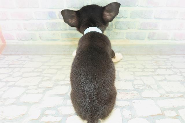 宮城県のチワワ(スムース) (Coo&RIKU石巻店/2026年7月15日生まれ/男の子/ブラックタン)の子犬の4枚目の画像