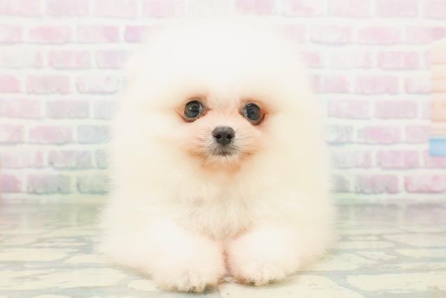 長野県のポメラニアン (Coo&RIKU綿半権堂店/2026年7月19日生まれ/男の子/ホワイト)の子犬の1枚目の画像
