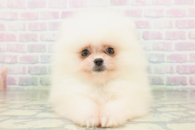 北海道のポメラニアン (Coo&RIKU札幌東店/2026年7月19日生まれ/女の子/ホワイト)の子犬の1枚目の画像