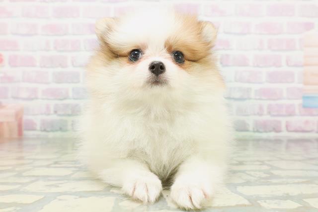 北海道のポメラニアン (Coo&RIKU札幌西店/2026年7月18日生まれ/女の子/パーティーカラー)の子犬の1枚目の画像