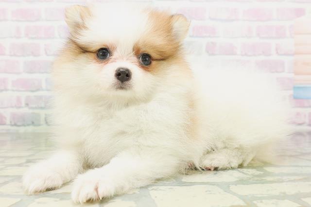 北海道のポメラニアン (Coo&RIKU札幌西店/2026年7月18日生まれ/女の子/パーティーカラー)の子犬の2枚目の画像