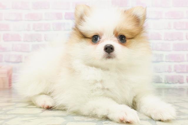 北海道のポメラニアン (Coo&RIKU札幌西店/2026年7月18日生まれ/女の子/パーティーカラー)の子犬の3枚目の画像