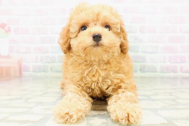 東京都のトイプードル(トイ) (Coo&RIKU赤坂店/2026年7月19日生まれ/女の子/アプリコット)の子犬の1枚目の画像