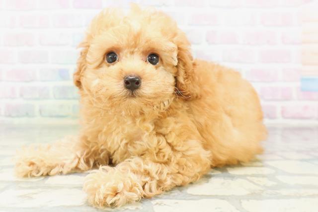 東京都のトイプードル(トイ) (Coo&RIKU赤坂店/2026年7月19日生まれ/女の子/アプリコット)の子犬の2枚目の画像