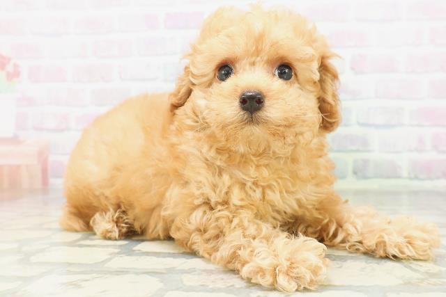 東京都のトイプードル(トイ) (Coo&RIKU赤坂店/2026年7月19日生まれ/女の子/アプリコット)の子犬の3枚目の画像