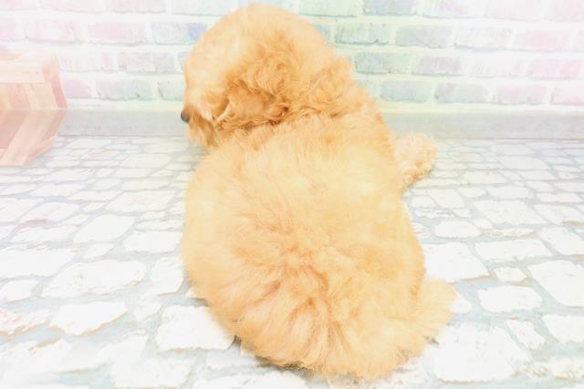 東京都のトイプードル(トイ) (Coo&RIKU赤坂店/2026年7月19日生まれ/女の子/アプリコット)の子犬の4枚目の画像