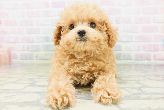 東京都のトイプードル(トイ) (Coo&RIKU広尾店/2026年7月19日生まれ/女の子/アプリコット)の子犬の1枚目の画像