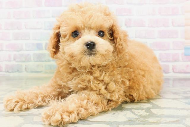 東京都のトイプードル(トイ) (Coo&RIKU広尾店/2026年7月19日生まれ/女の子/アプリコット)の子犬の2枚目の画像