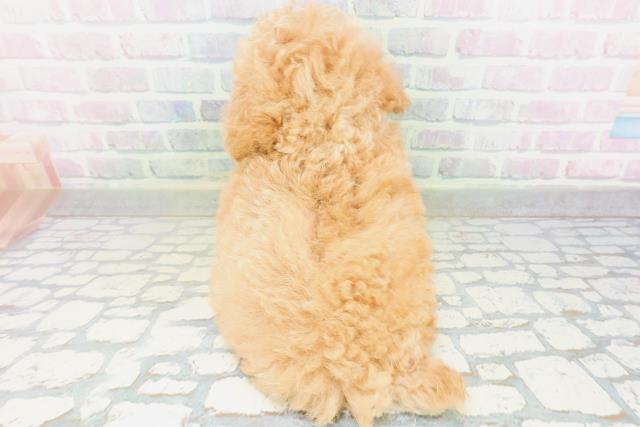 東京都のトイプードル(トイ) (Coo&RIKU広尾店/2026年7月19日生まれ/女の子/アプリコット)の子犬の4枚目の画像