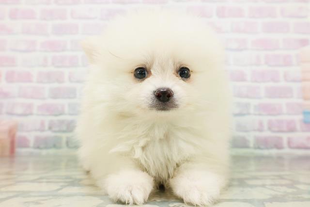 福島県のポメラニアン (Coo&RIKUいわき店/2026年7月20日生まれ/男の子/クリーム)の子犬の1枚目の画像