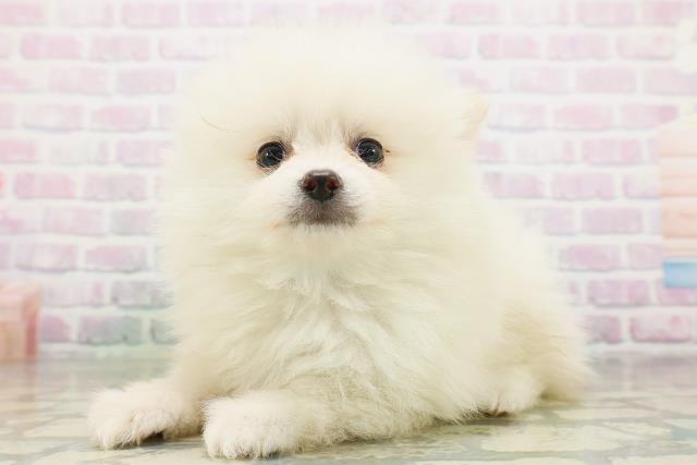 福島県のポメラニアン (Coo&RIKUいわき店/2026年7月20日生まれ/男の子/クリーム)の子犬の2枚目の画像