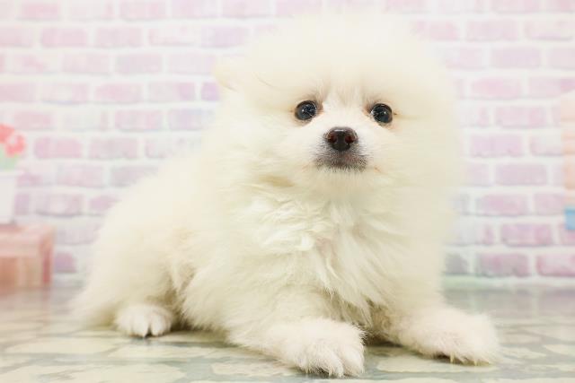 福島県のポメラニアン (Coo&RIKUいわき店/2026年7月20日生まれ/男の子/クリーム)の子犬の3枚目の画像