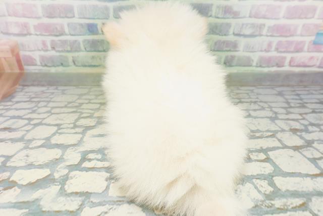 福島県のポメラニアン (Coo&RIKUいわき店/2026年7月20日生まれ/男の子/クリーム)の子犬の4枚目の画像