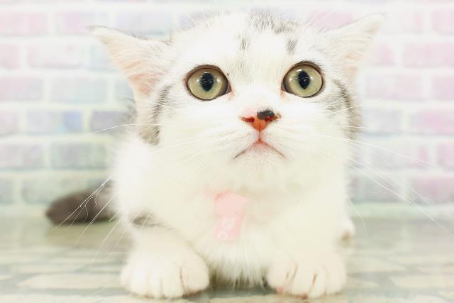 青森県のミヌエット (Coo&RIKU八戸店/2026年7月3日生まれ/女の子/キャリコ)の子猫の1枚目の画像