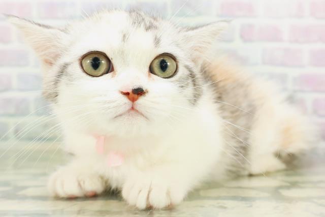 青森県のミヌエット (Coo&RIKU八戸店/2026年7月3日生まれ/女の子/キャリコ)の子猫の2枚目の画像