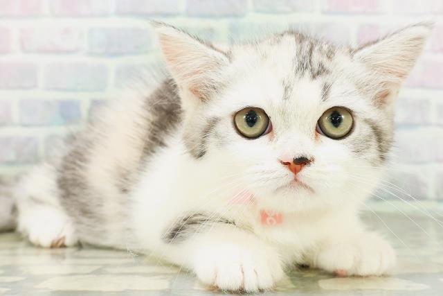 青森県のミヌエット (Coo&RIKU八戸店/2026年7月3日生まれ/女の子/キャリコ)の子猫の3枚目の画像