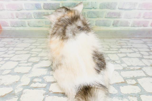 青森県のミヌエット (Coo&RIKU八戸店/2026年7月3日生まれ/女の子/キャリコ)の子猫の4枚目の画像