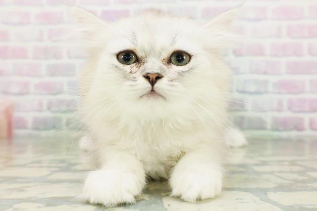沖縄県のペルシャ (Coo&RIKU沖縄浦添店/2026年7月10日生まれ/男の子/チンチラシルバー)の子猫の1枚目の画像