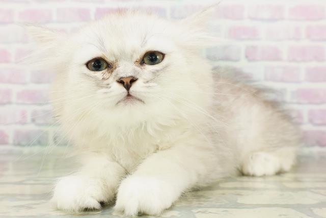 沖縄県のペルシャ (Coo&RIKU沖縄浦添店/2026年7月10日生まれ/男の子/チンチラシルバー)の子猫の2枚目の画像