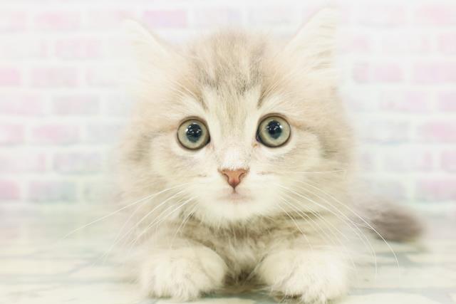 東京都のラガマフィン (Coo&RIKU吉祥寺店/2026年7月13日生まれ/男の子/ブルータビー)の子猫の1枚目の画像