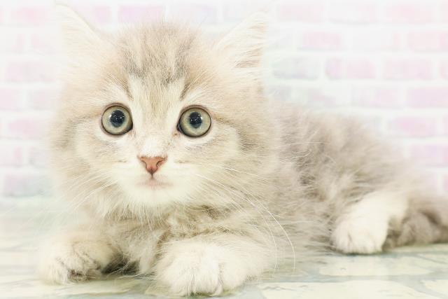 東京都のラガマフィン (Coo&RIKU吉祥寺店/2026年7月13日生まれ/男の子/ブルータビー)の子猫の2枚目の画像
