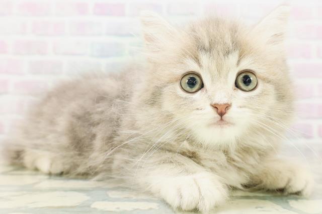 東京都のラガマフィン (Coo&RIKU吉祥寺店/2026年7月13日生まれ/男の子/ブルータビー)の子猫の3枚目の画像