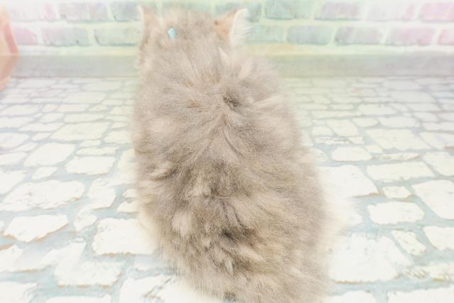 東京都のラガマフィン (Coo&RIKU吉祥寺店/2026年7月13日生まれ/男の子/ブルータビー)の子猫の4枚目の画像